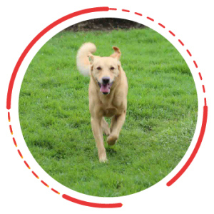 servicios-08 Guarderia y jardin canino