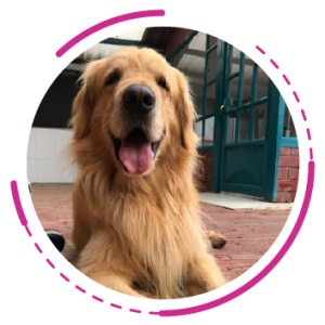 servicios-11 Etologia y adiestramiento canino