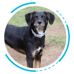 Aromaterapia en perros Aromaterapia en perros