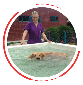Hidroterapia y rehabilitación canina